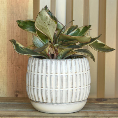 Ramos Linear Cachepot with Saucer — HomArt