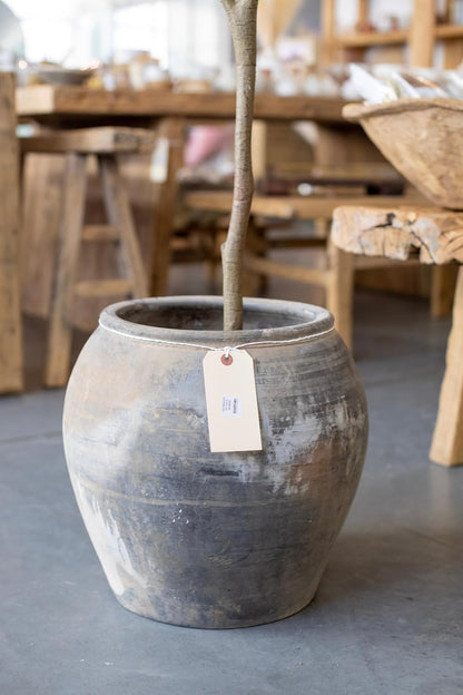 Vintage Olive Tree Pot