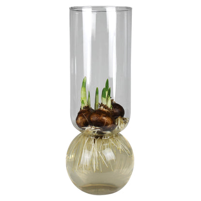 Bulb Forcing Vase — Extra Tall — HomArt