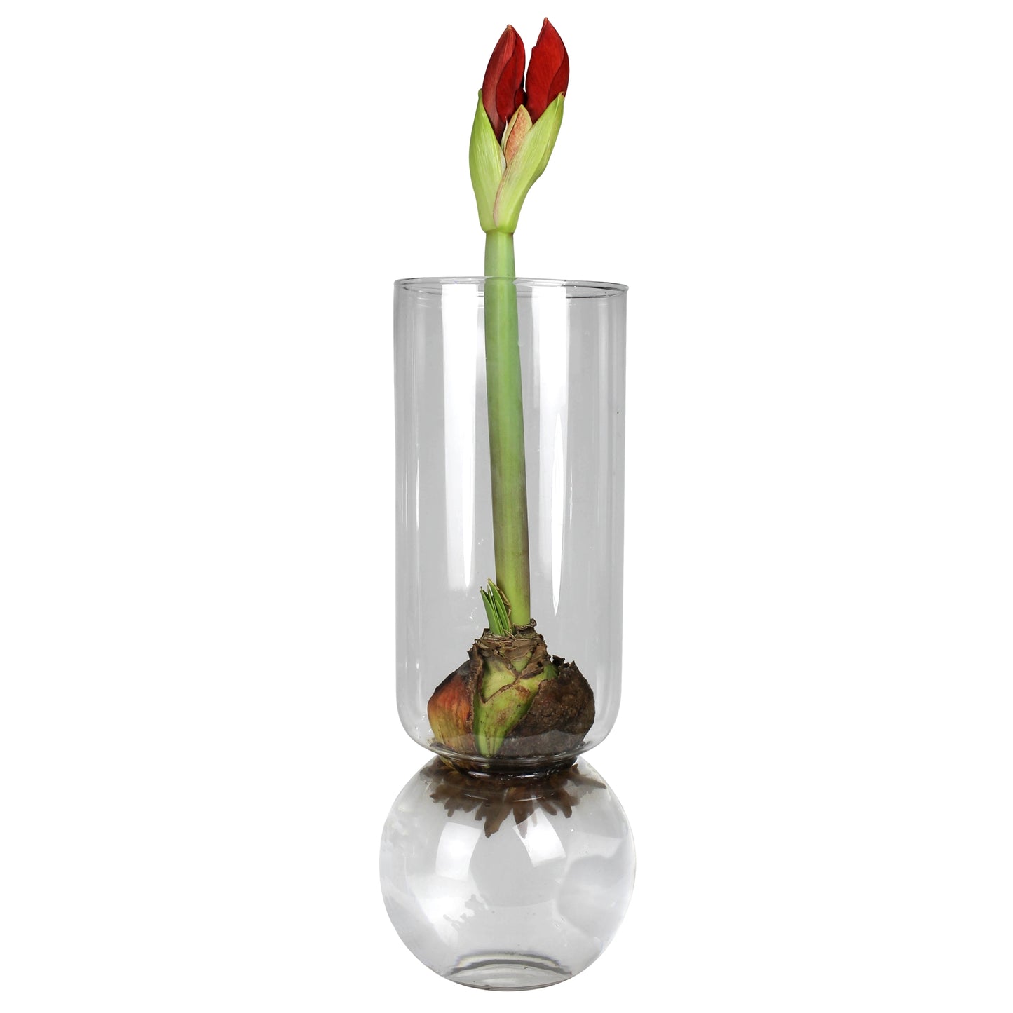 Bulb Forcing Vase — Extra Tall — HomArt
