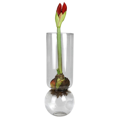 Bulb Forcing Vase — Extra Tall — HomArt