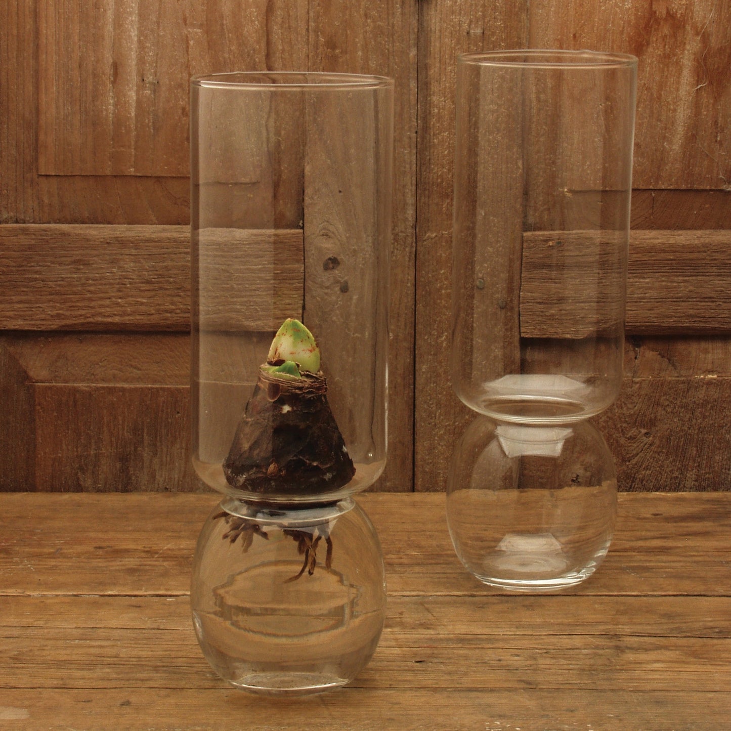Bulb Forcing Vase — Extra Tall — HomArt