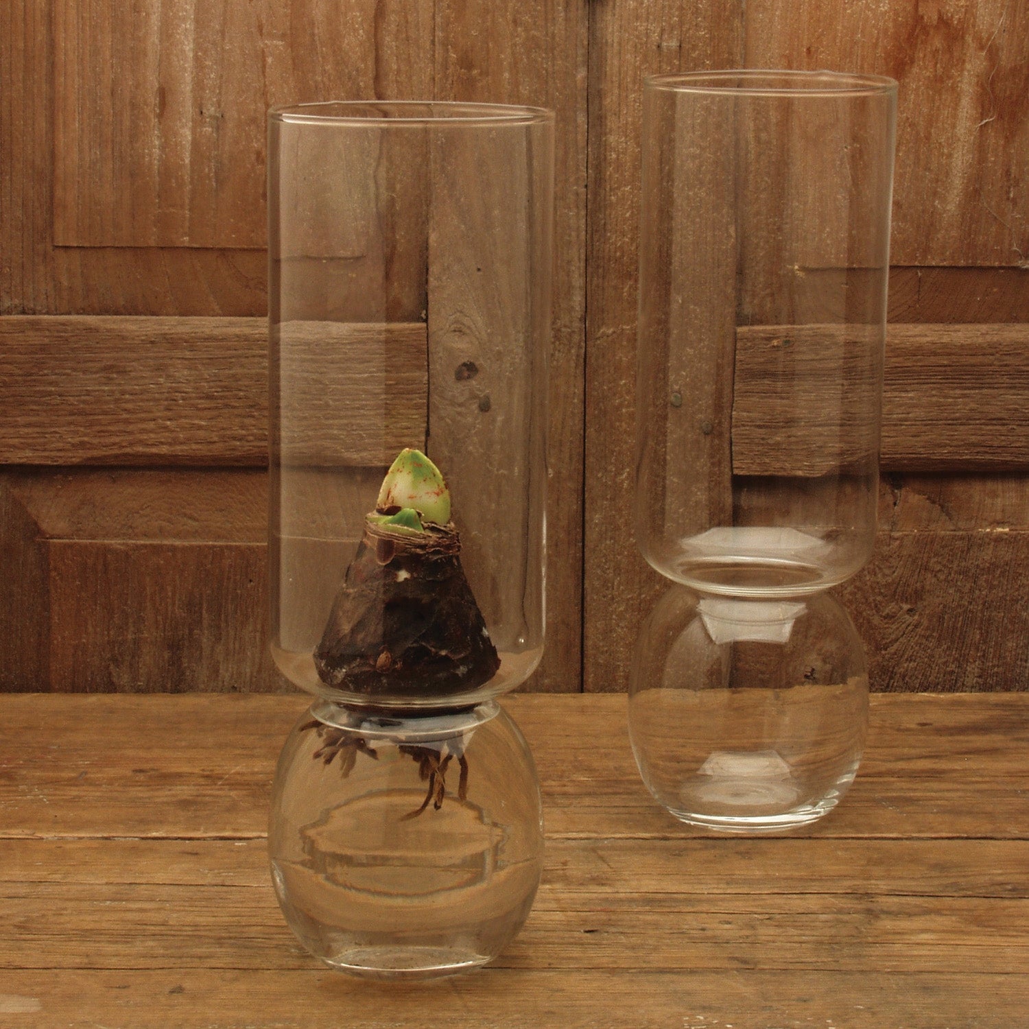 Bulb Forcing Vase — Extra Tall — HomArt