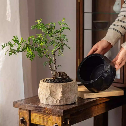 Mesa cement pot planter with rough hewn texture holding a leafy tree on a wood bench