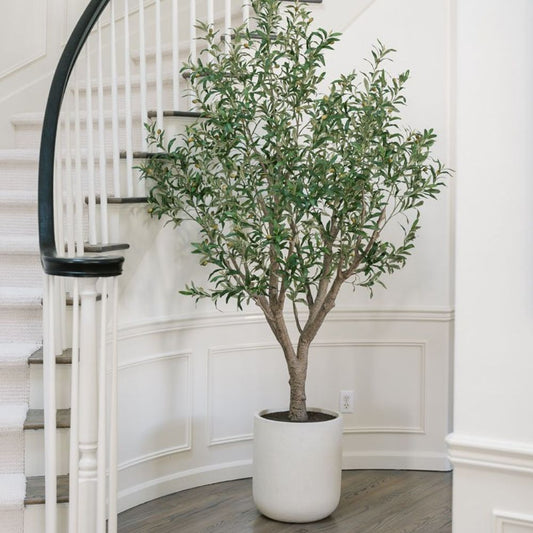 8' Olive Tree Potted in White Stone Pot