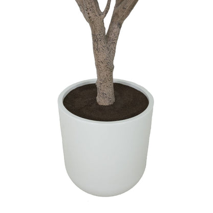 8' Olive Tree Potted in White Stone Pot