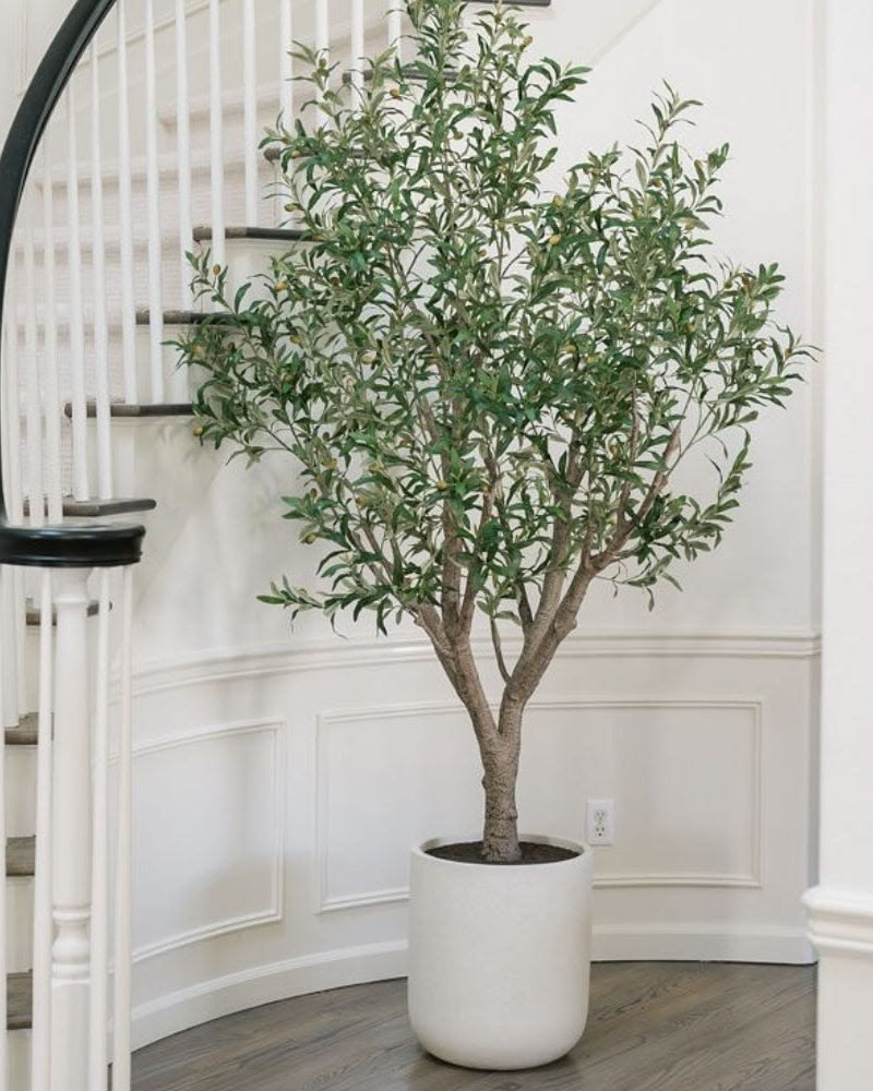 8' Olive Tree Potted in White Stone Pot